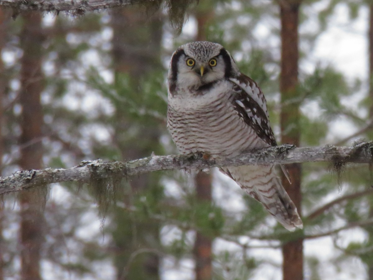 Northern Hawk Owl - ML619408292