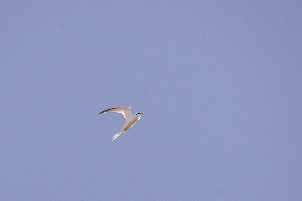 Little Tern - ML619408301