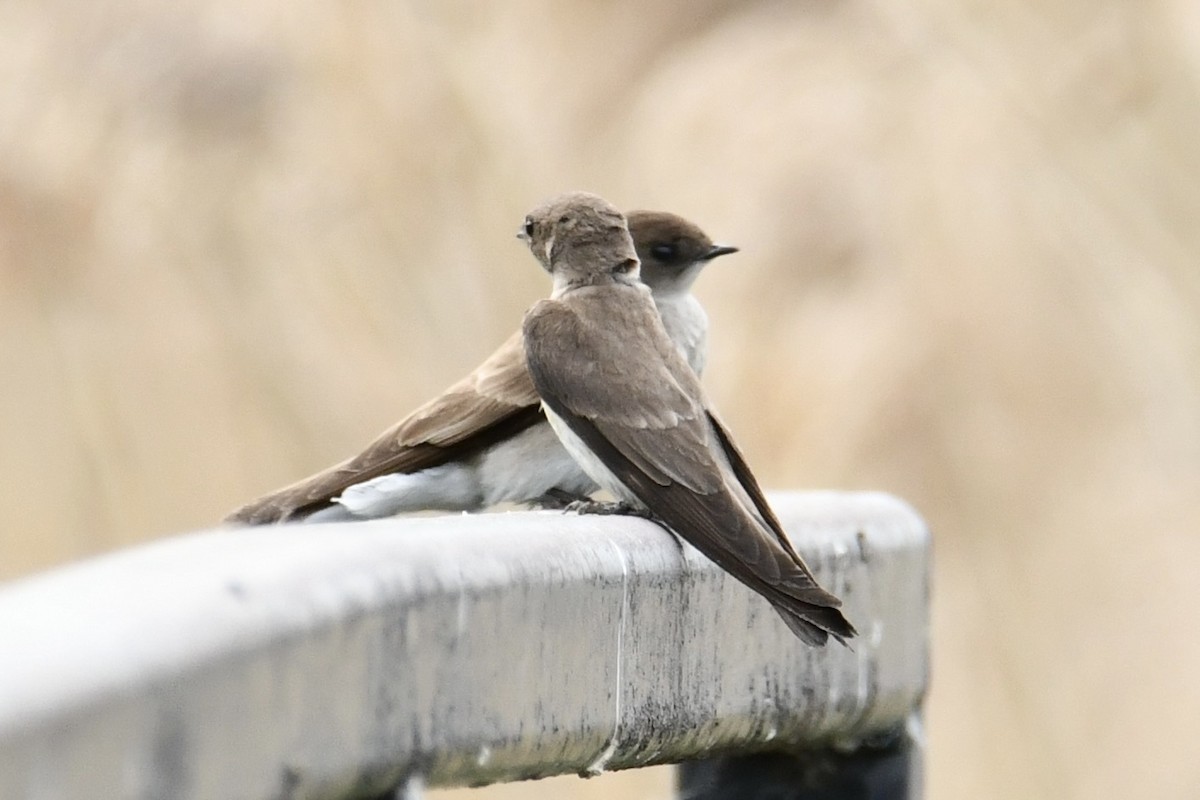 Northern Rough-winged Swallow - ML619408304