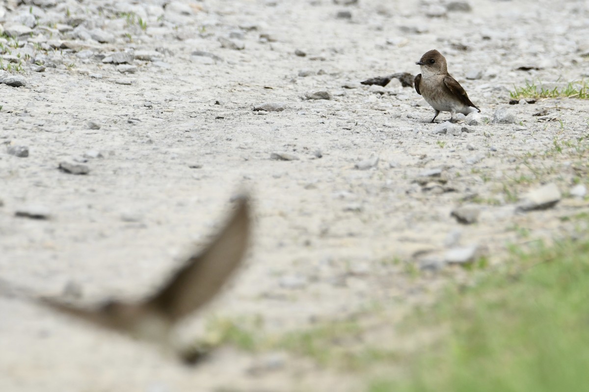 Northern Rough-winged Swallow - ML619408306