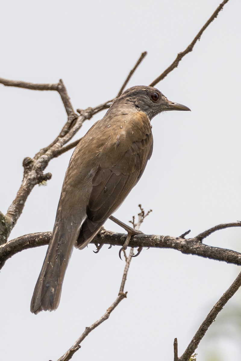 Pale-breasted Thrush - ML619408314