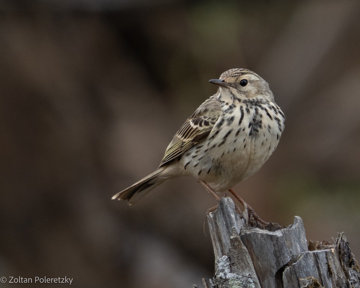 Meadow Pipit - ML619408335