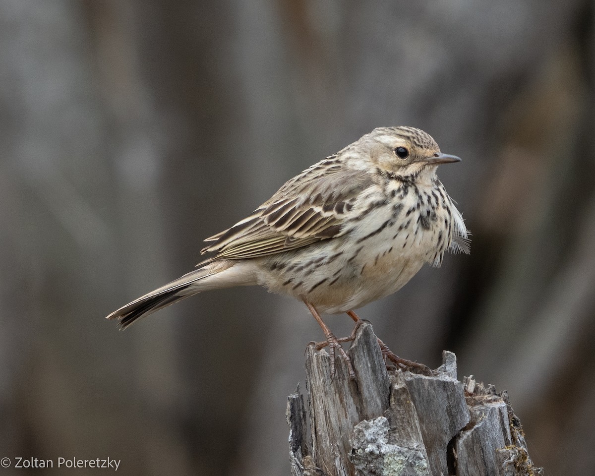 Meadow Pipit - ML619408336
