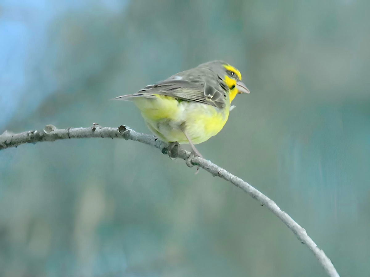Yellow-fronted Canary - ML619408339