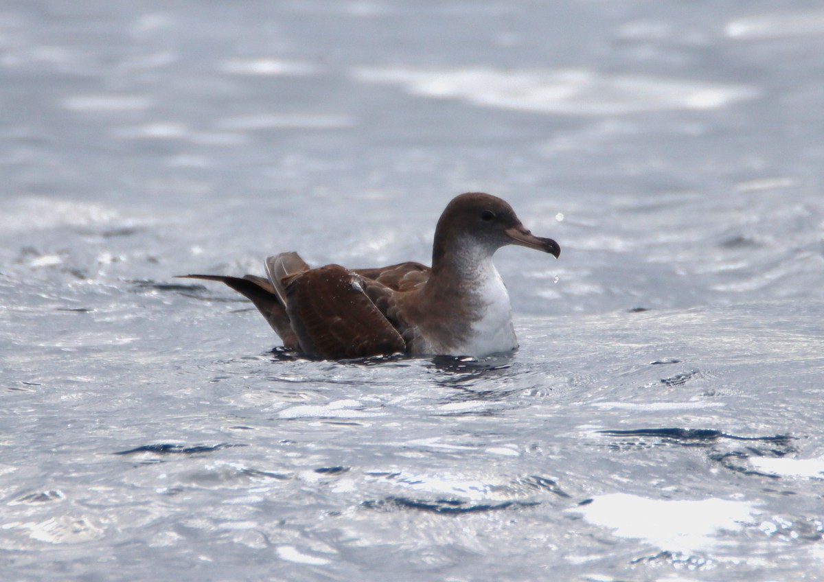 Pink-footed Shearwater - ML619408358