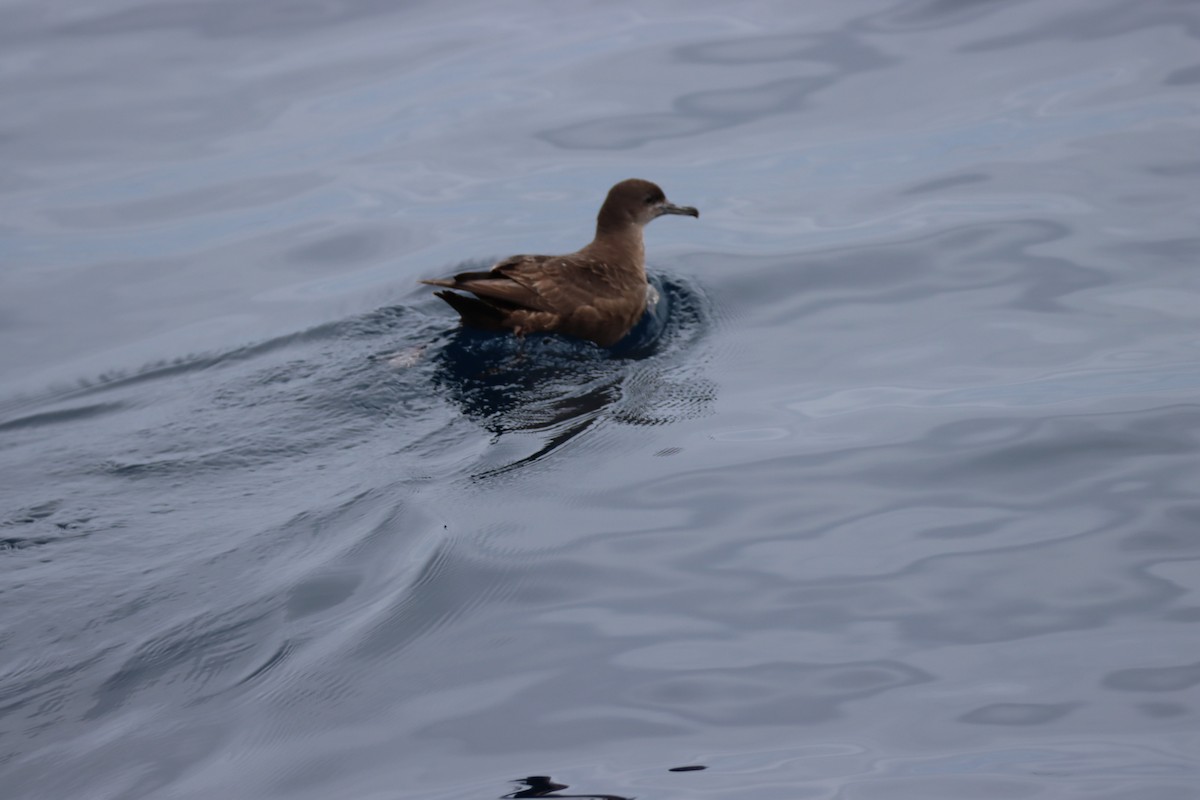 Pink-footed Shearwater - ML619408359