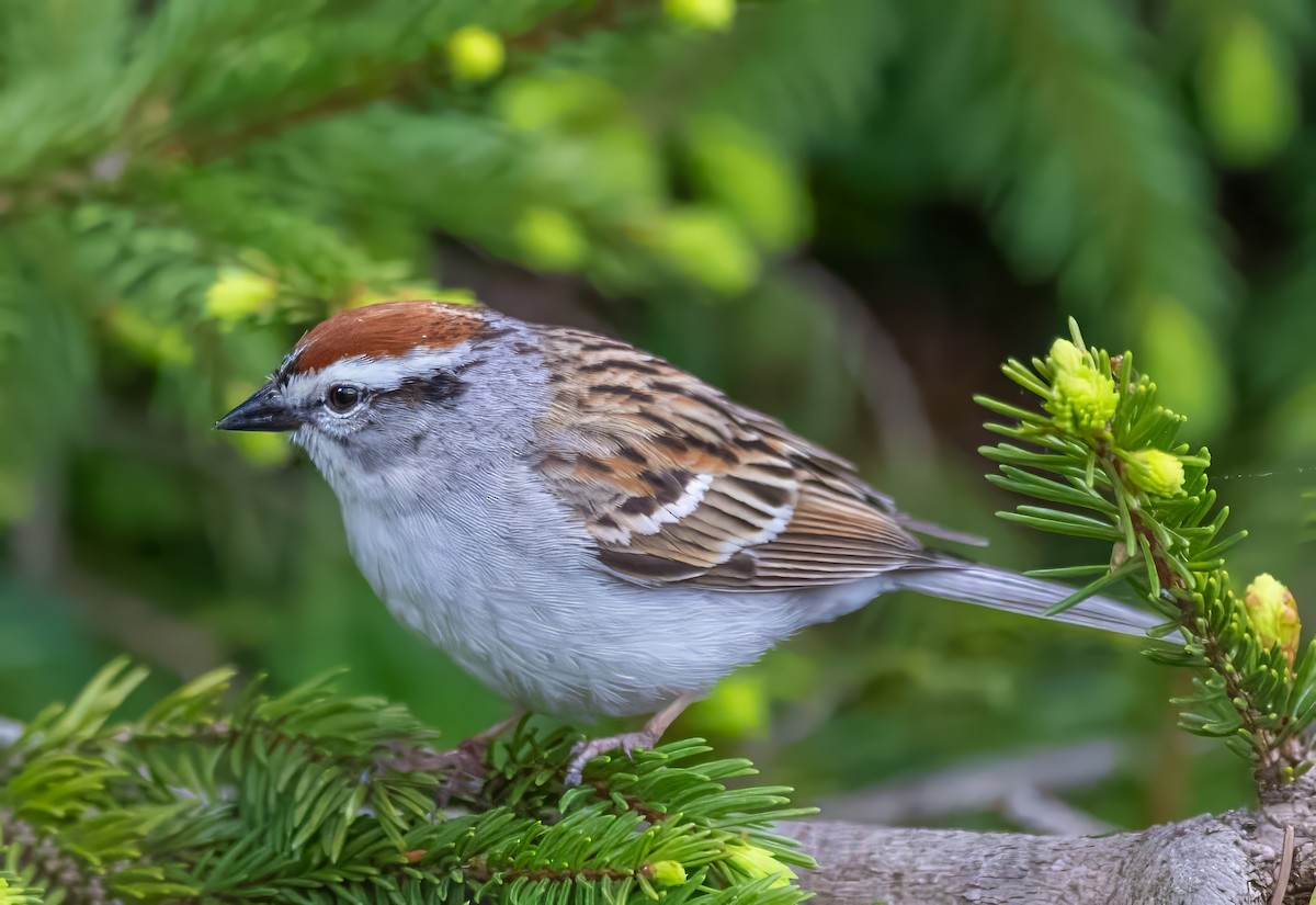 Chipping Sparrow - ML619408363