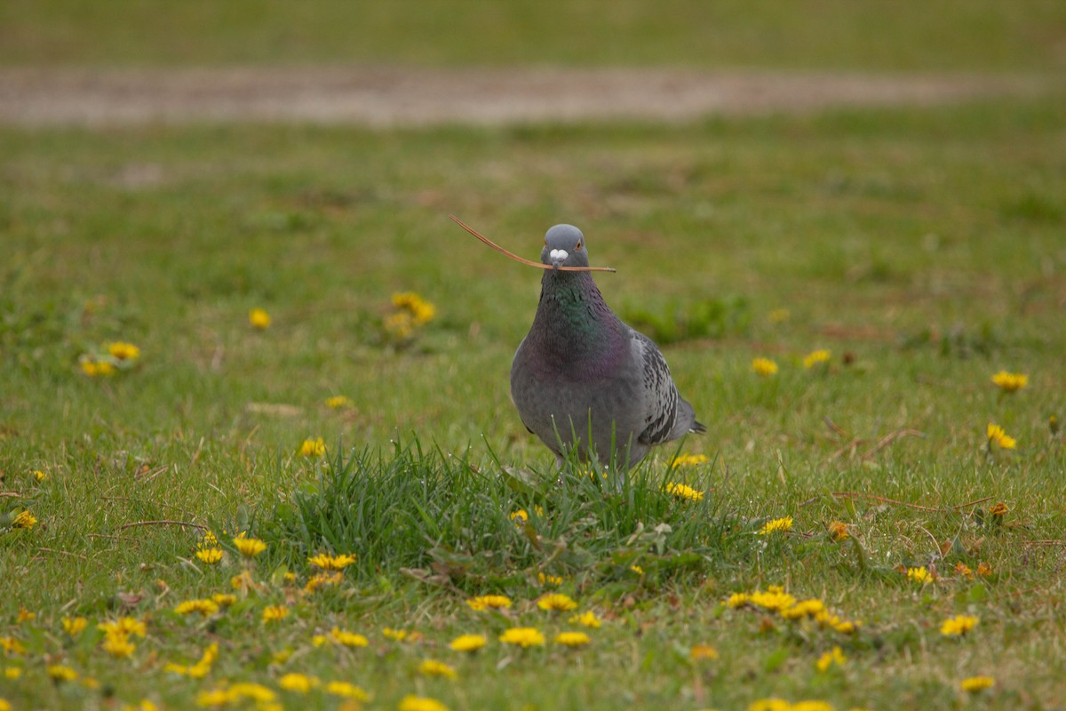 Rock Pigeon (Feral Pigeon) - ML619408377