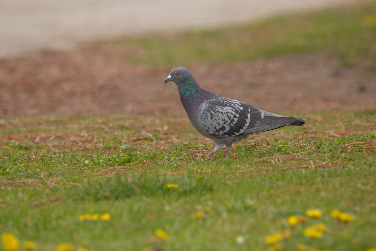 Rock Pigeon (Feral Pigeon) - ML619408379