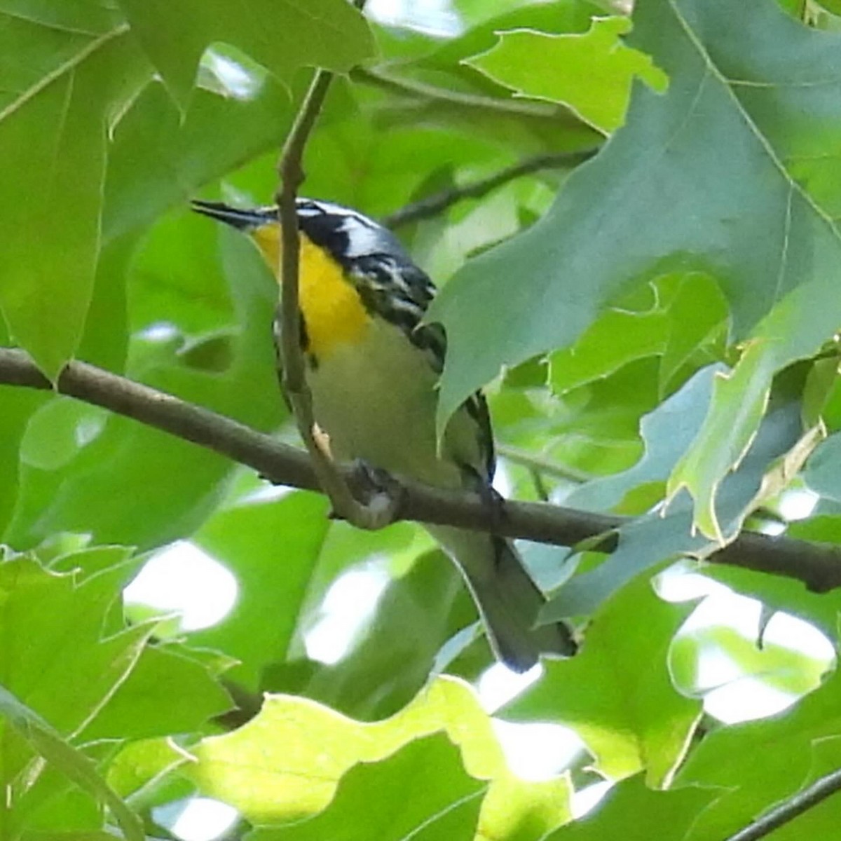 Yellow-throated Warbler - ML619408415