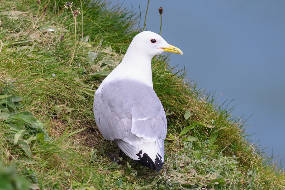 Mouette tridactyle - ML619408434