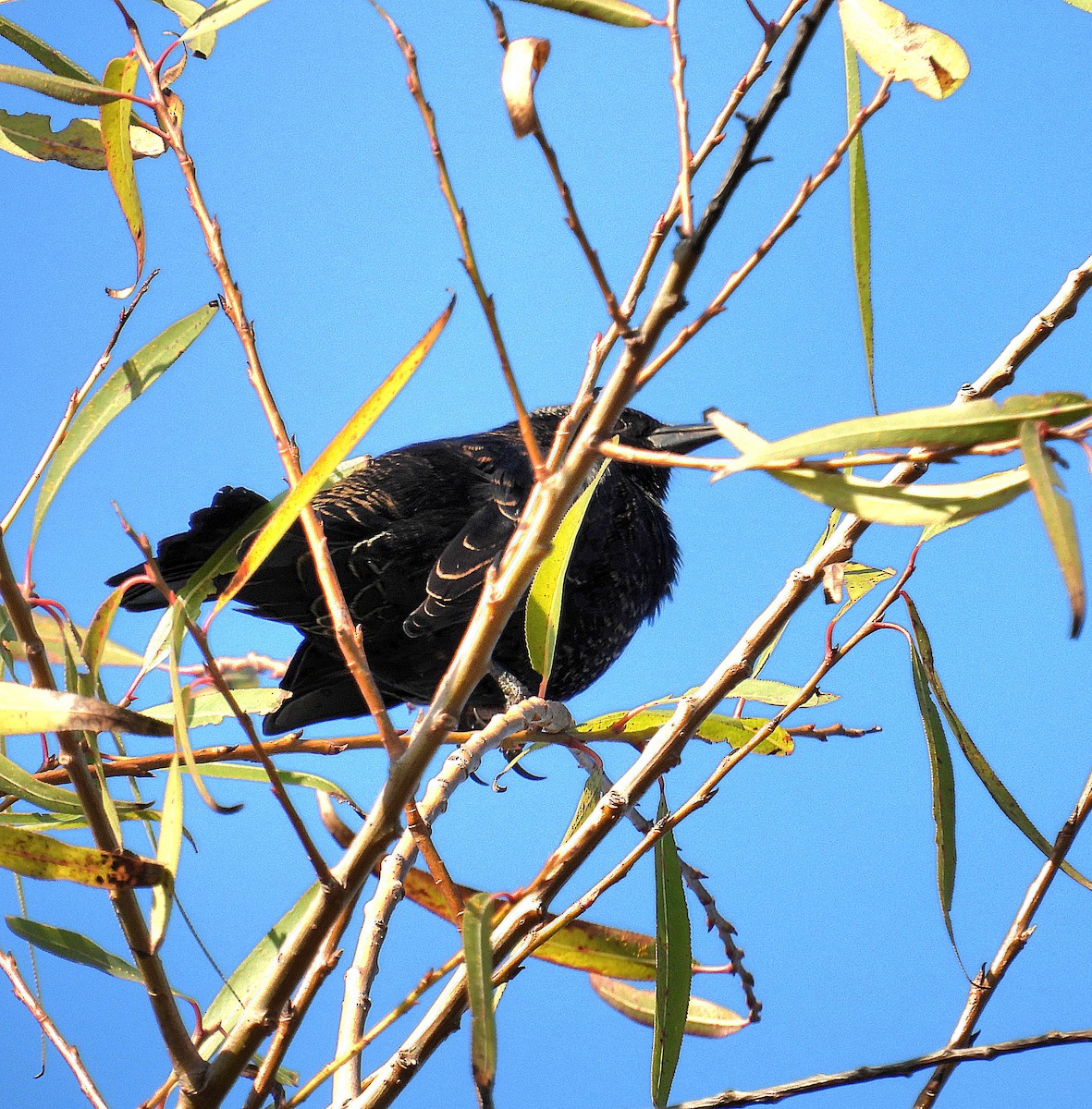 Yellow-winged Blackbird - ML619408491