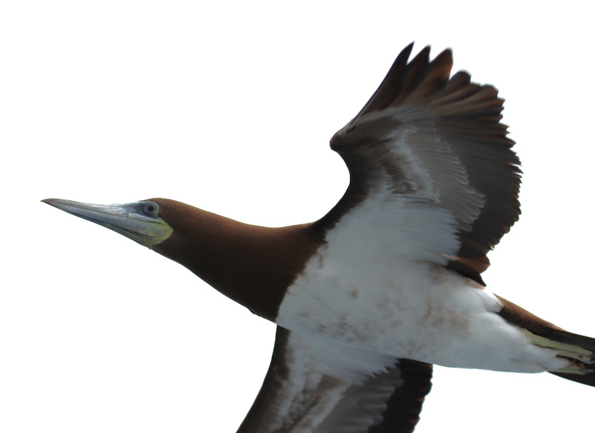 Brown Booby - ML619408521