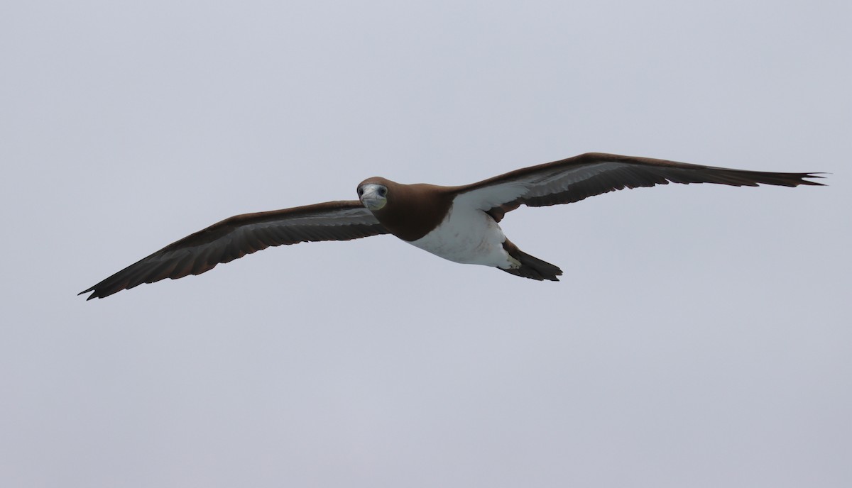 Brown Booby - ML619408523