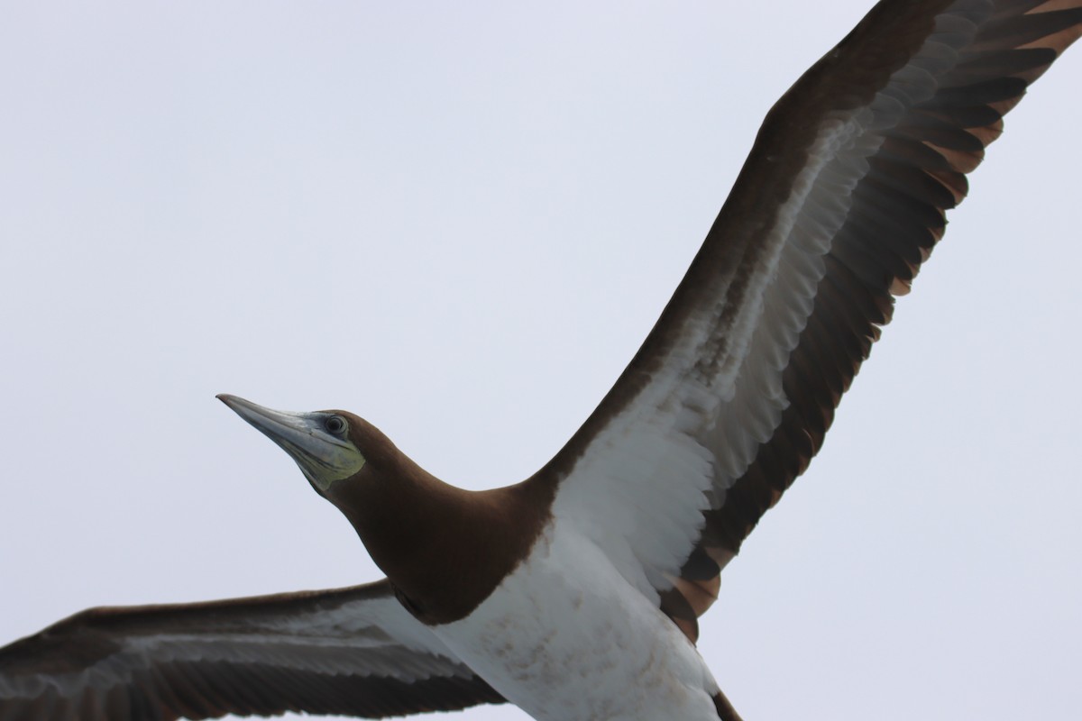 Brown Booby - ML619408525