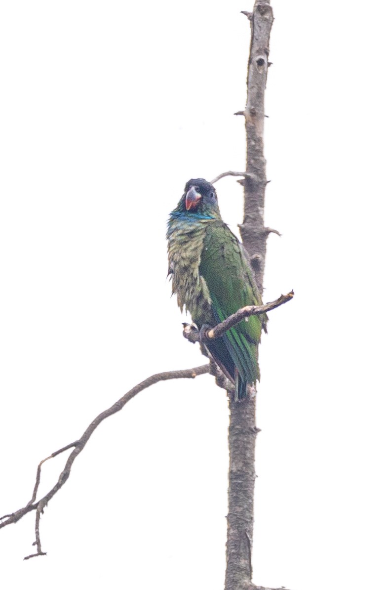 Red-billed Parrot - ML619408529