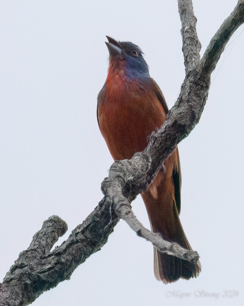 Painted Bunting - ML619408542