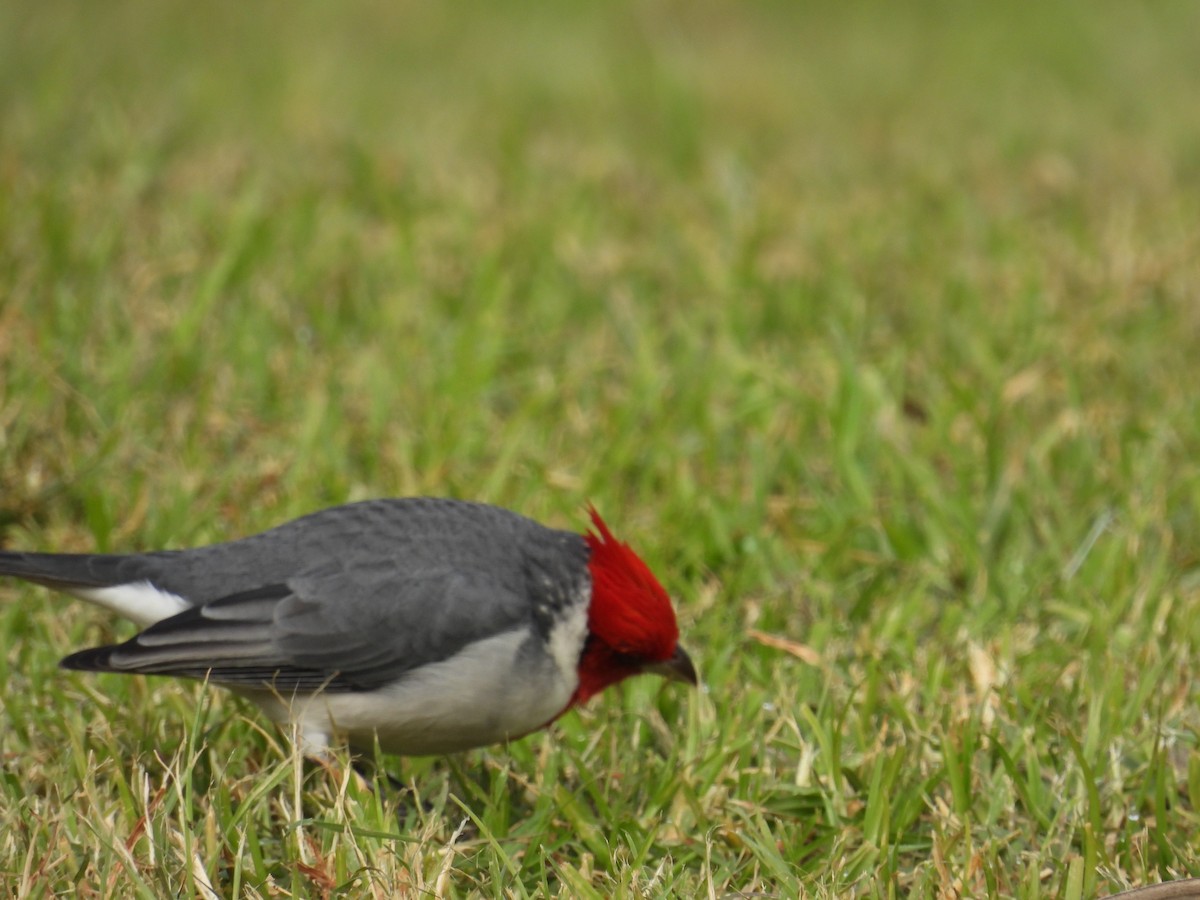 Red-crested Cardinal - ML619408574