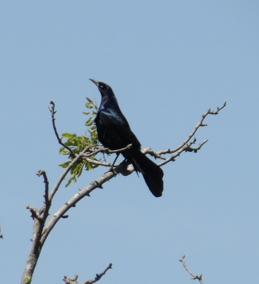 Boat-tailed Grackle - ML619408591