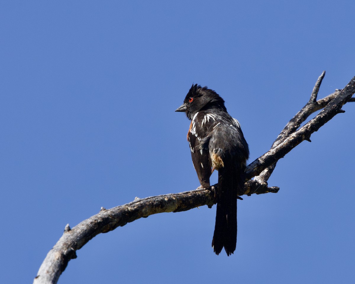 Spotted Towhee - ML619408596