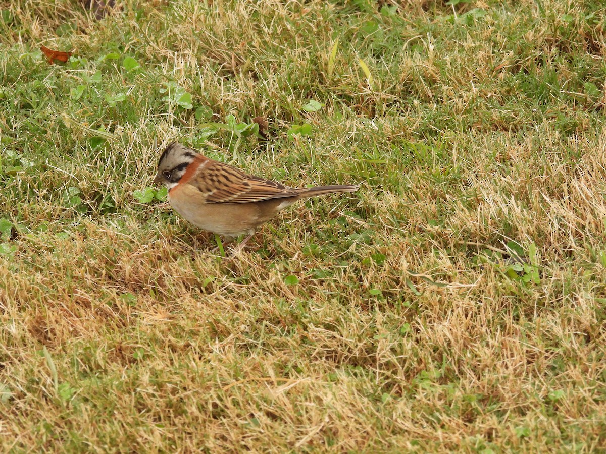 Rufous-collared Sparrow - ML619408611