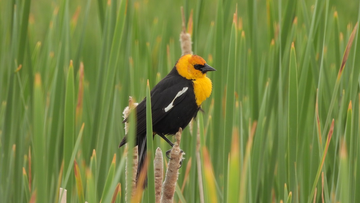 Yellow-headed Blackbird - ML619408641