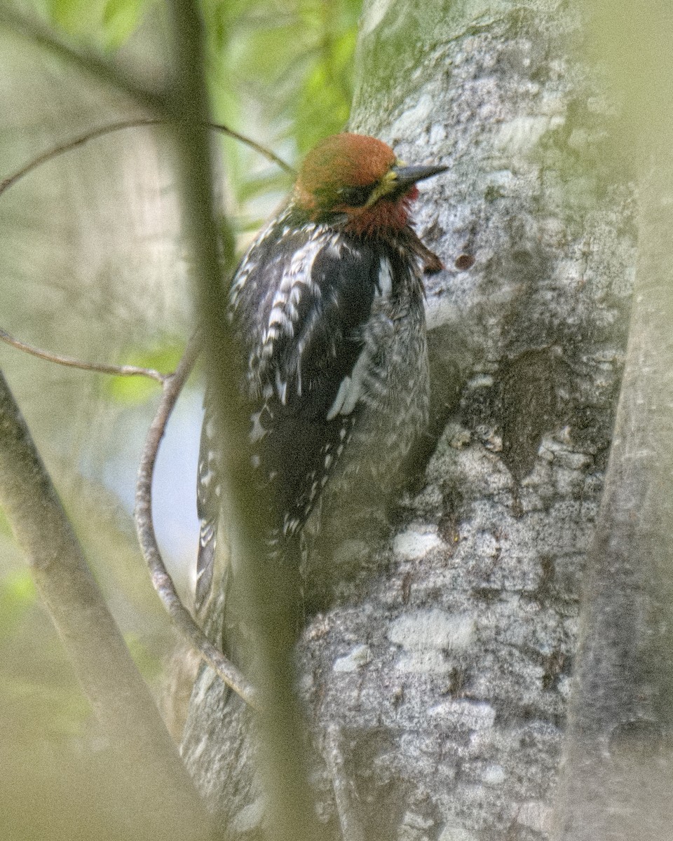 Red-breasted Sapsucker - ML619408663
