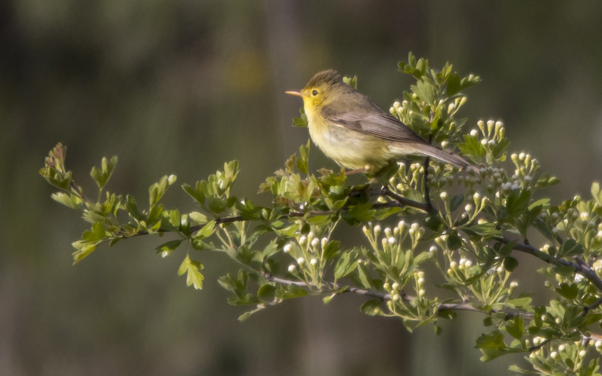 Melodious Warbler - ML619408668