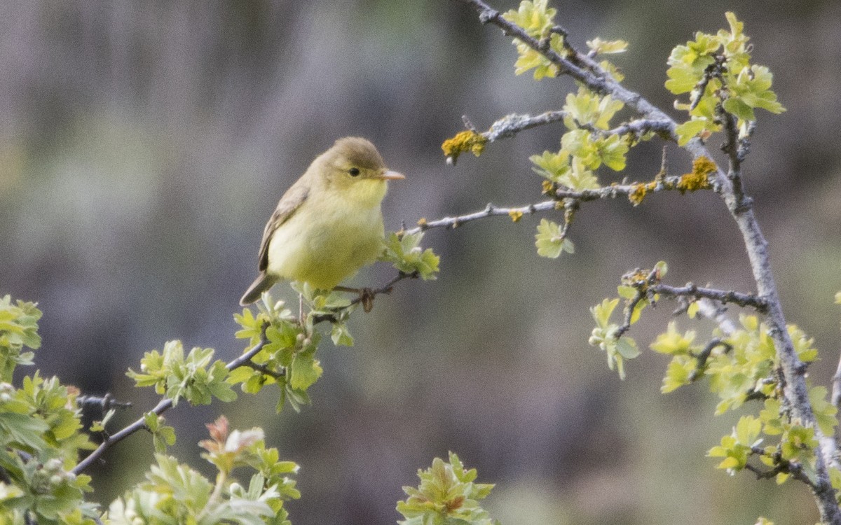 Melodious Warbler - ML619408670