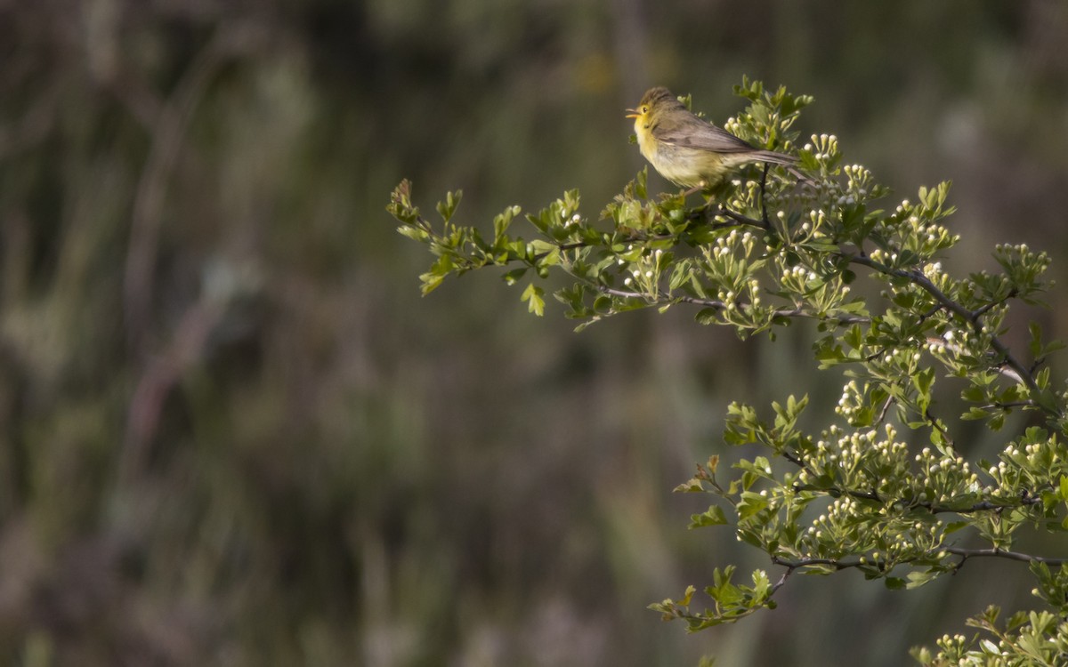 Melodious Warbler - ML619408671