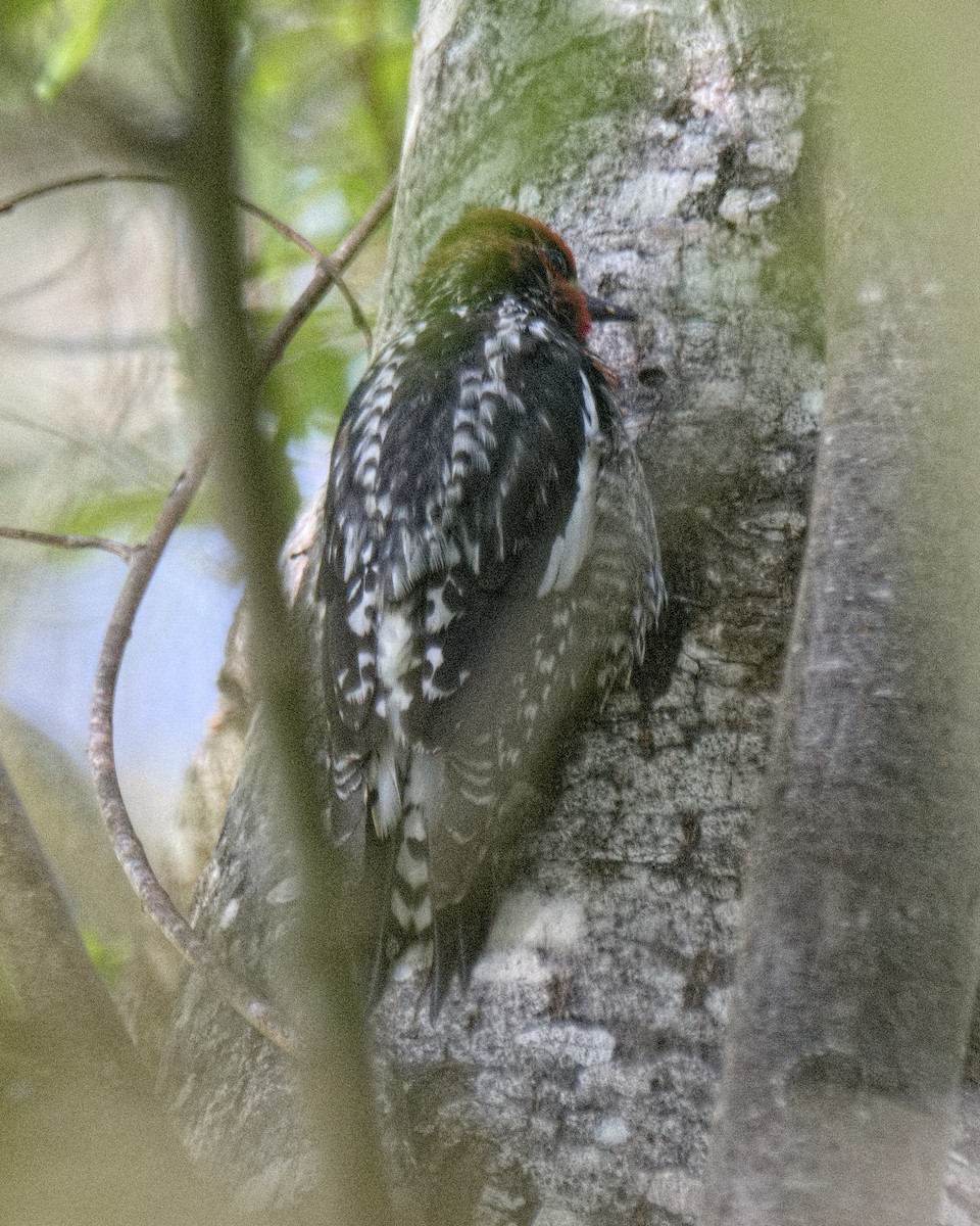 Red-breasted Sapsucker - ML619408677