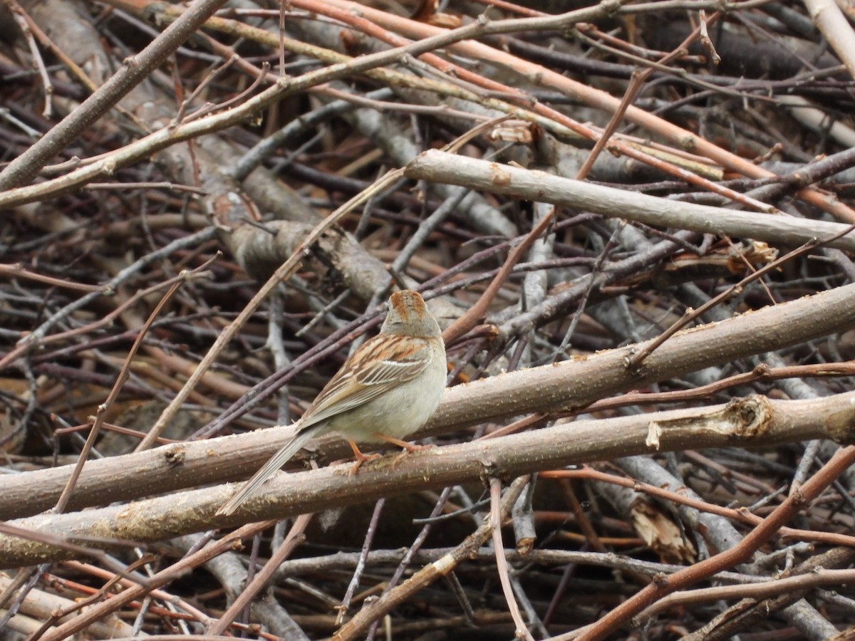 Field Sparrow - ML619408679