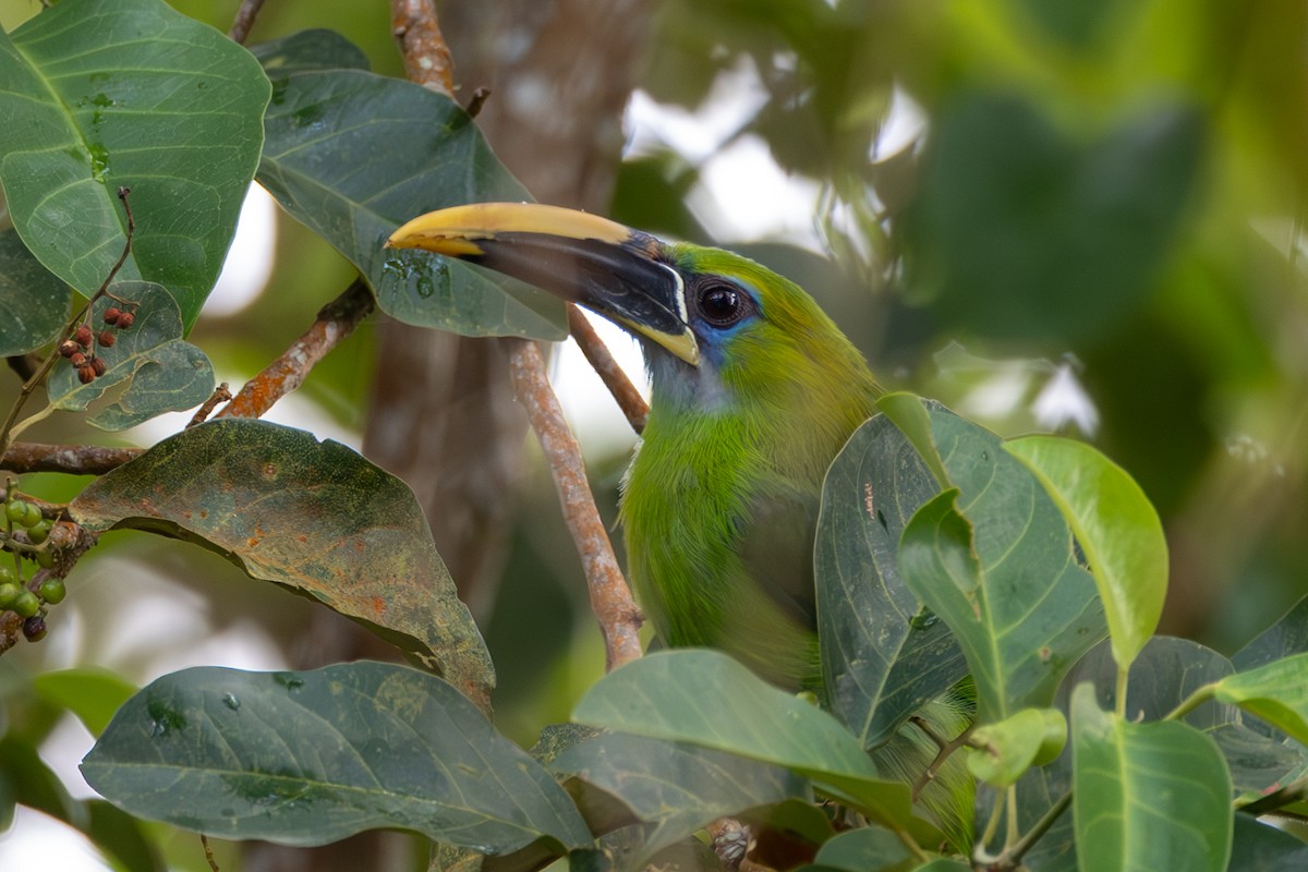 Groove-billed Toucanet - ML619408683