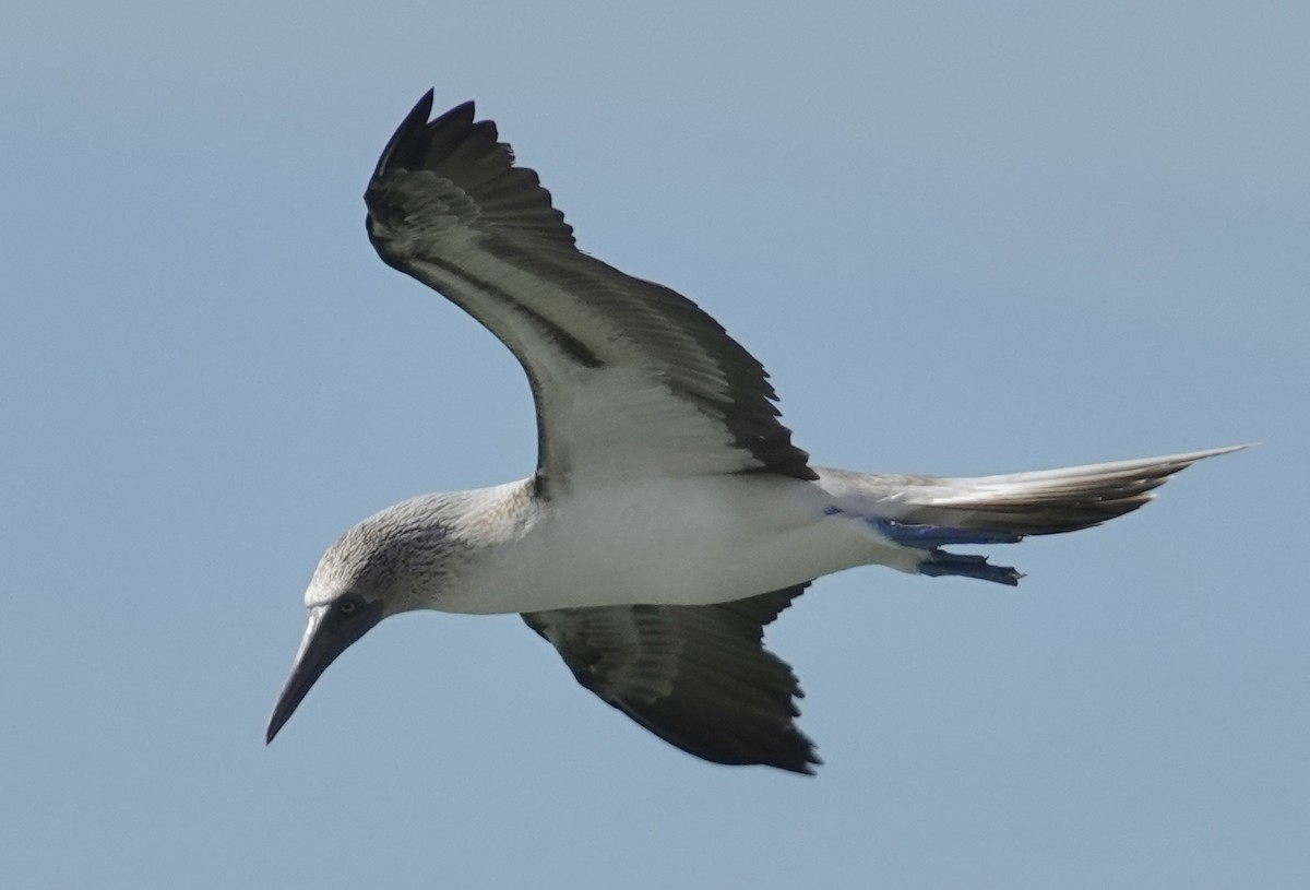 Blue-footed Booby - ML619408687