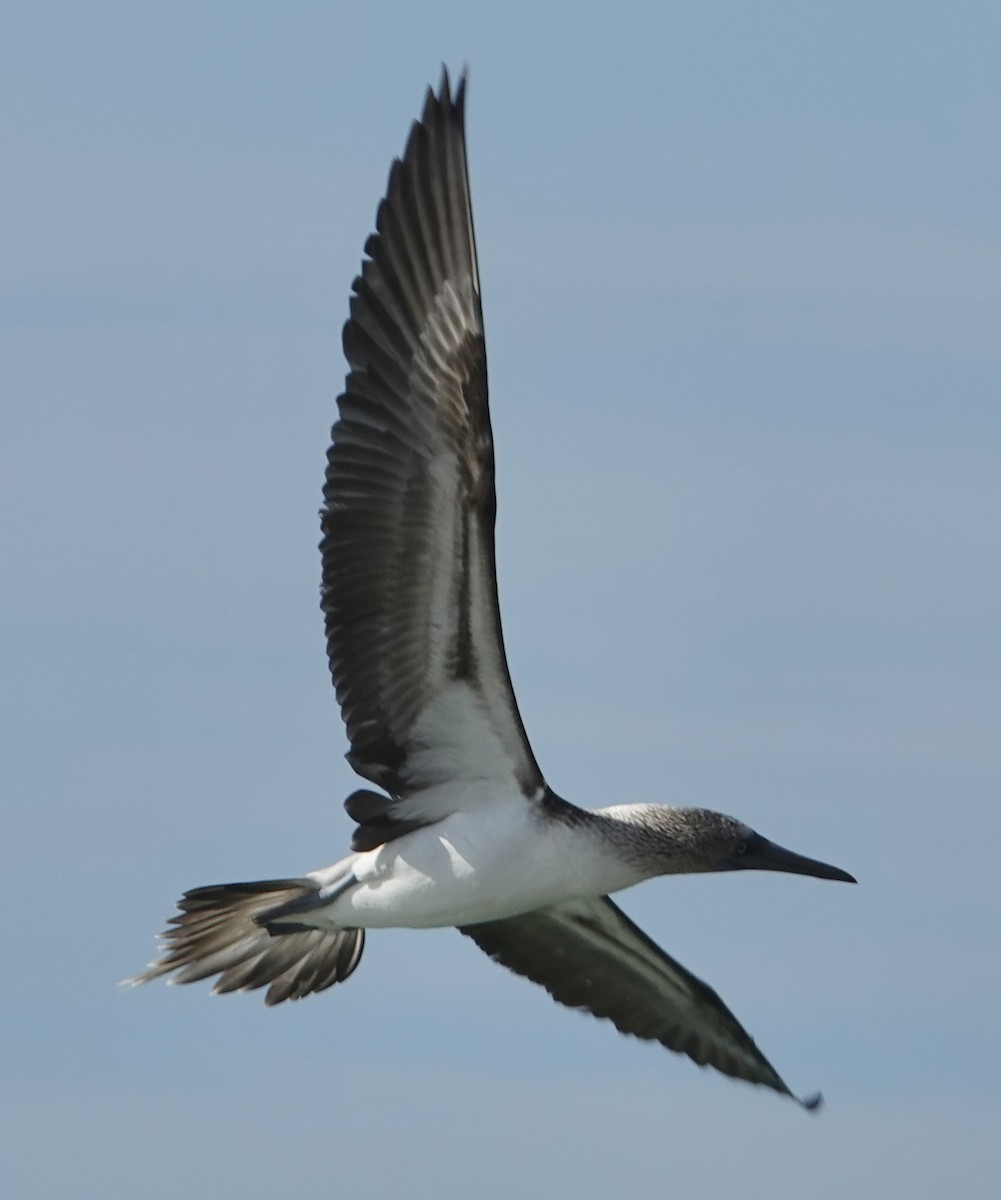 Blue-footed Booby - ML619408688