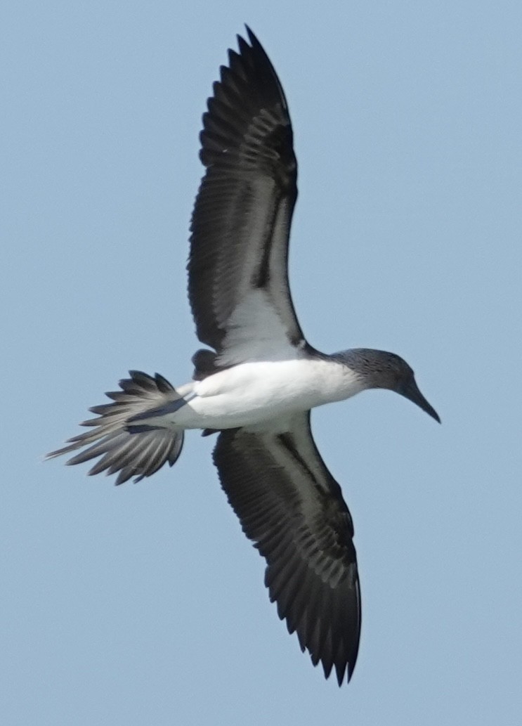 Blue-footed Booby - ML619408689