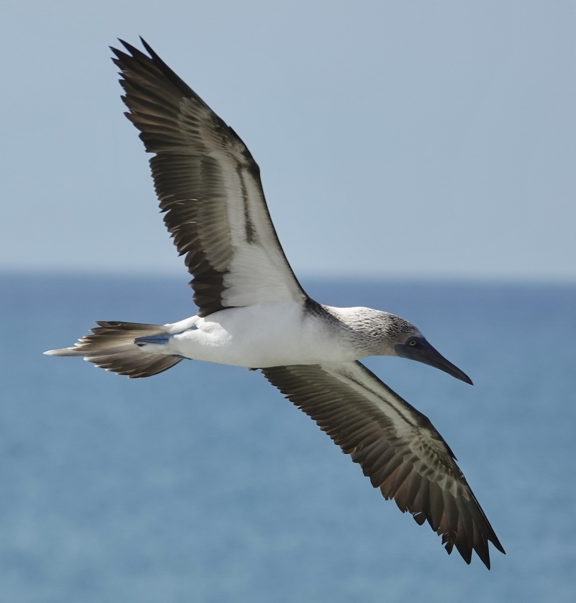 Blue-footed Booby - ML619408690