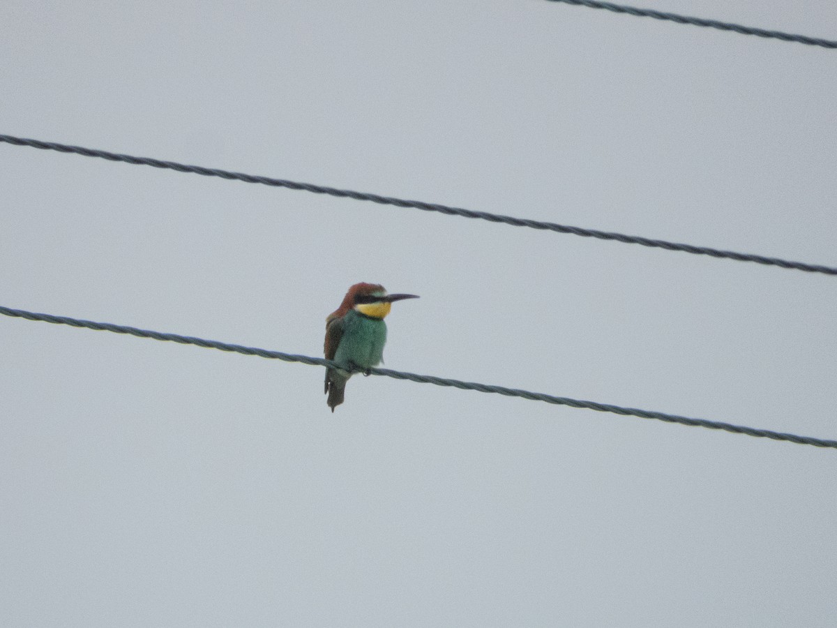 European Bee-eater - ML619408696