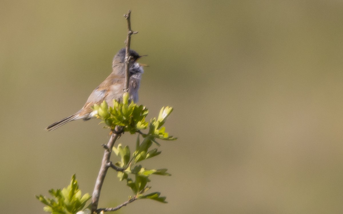 Spectacled Warbler - ML619408701