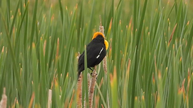 Yellow-headed Blackbird - ML619408706