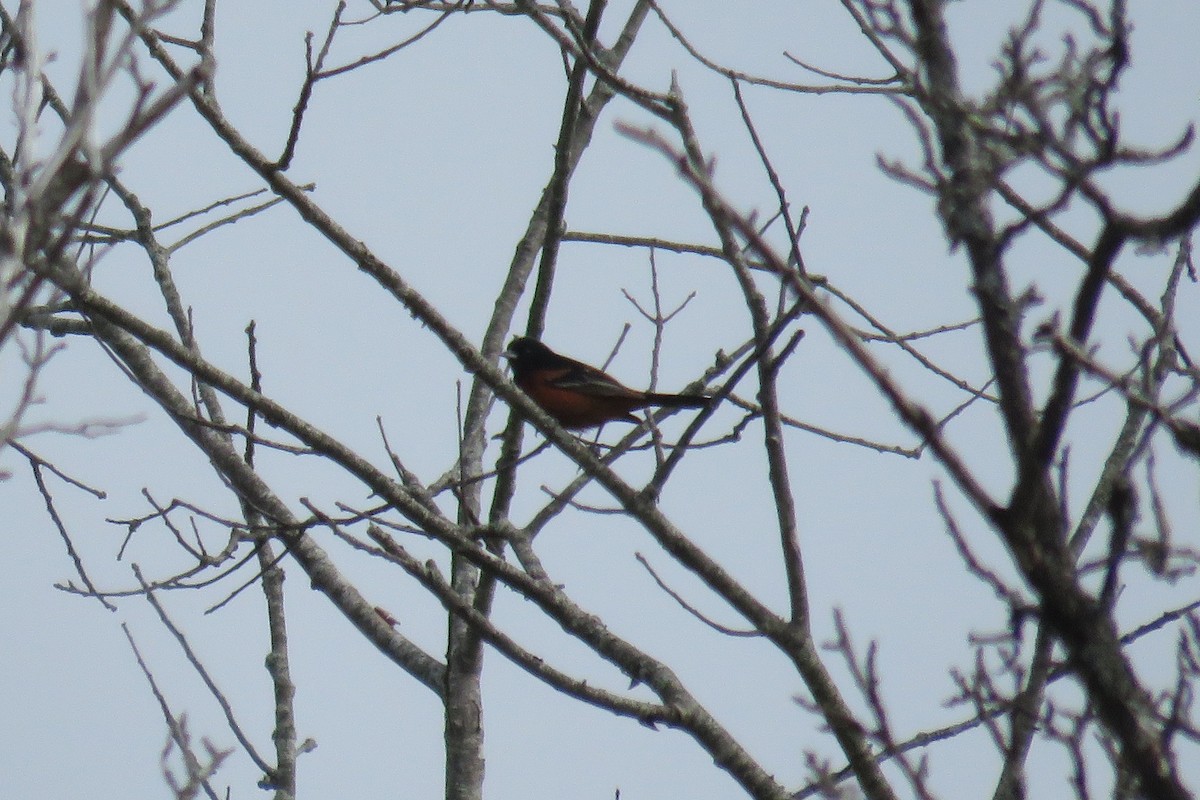 Orchard Oriole - ML619408715
