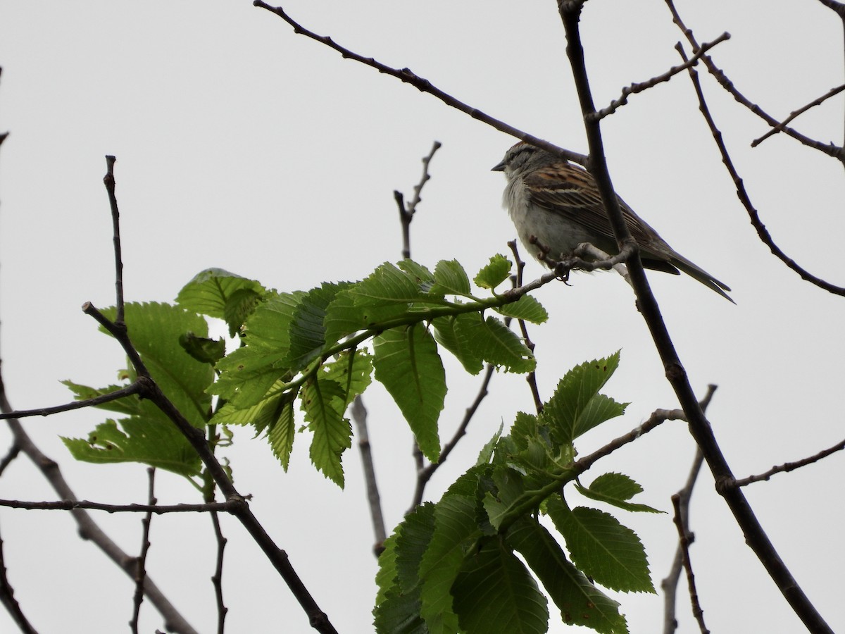 Chipping Sparrow - ML619408755