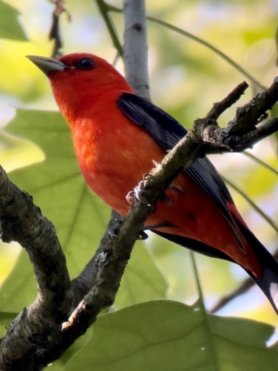 Scarlet Tanager - ML619408794