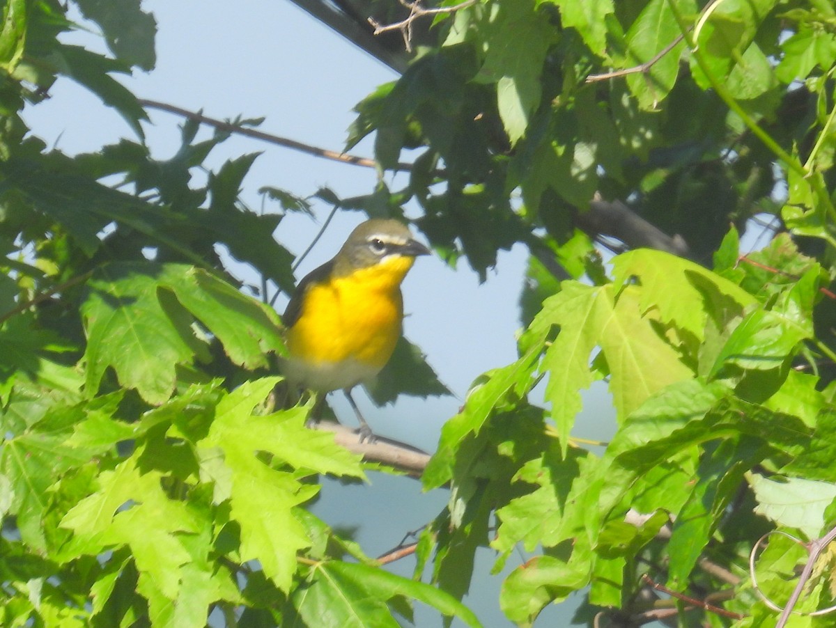 Yellow-breasted Chat - ML619408810