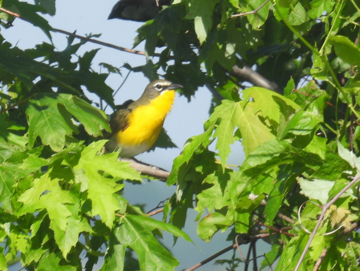 Yellow-breasted Chat - ML619408811