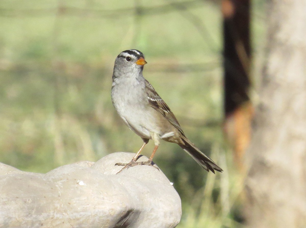 White-crowned Sparrow - ML619408821