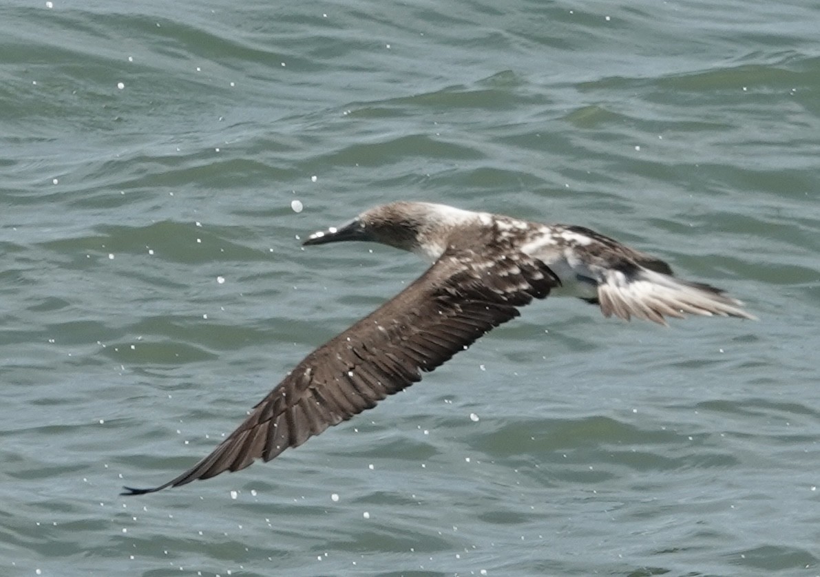 Blue-footed Booby - ML619408890