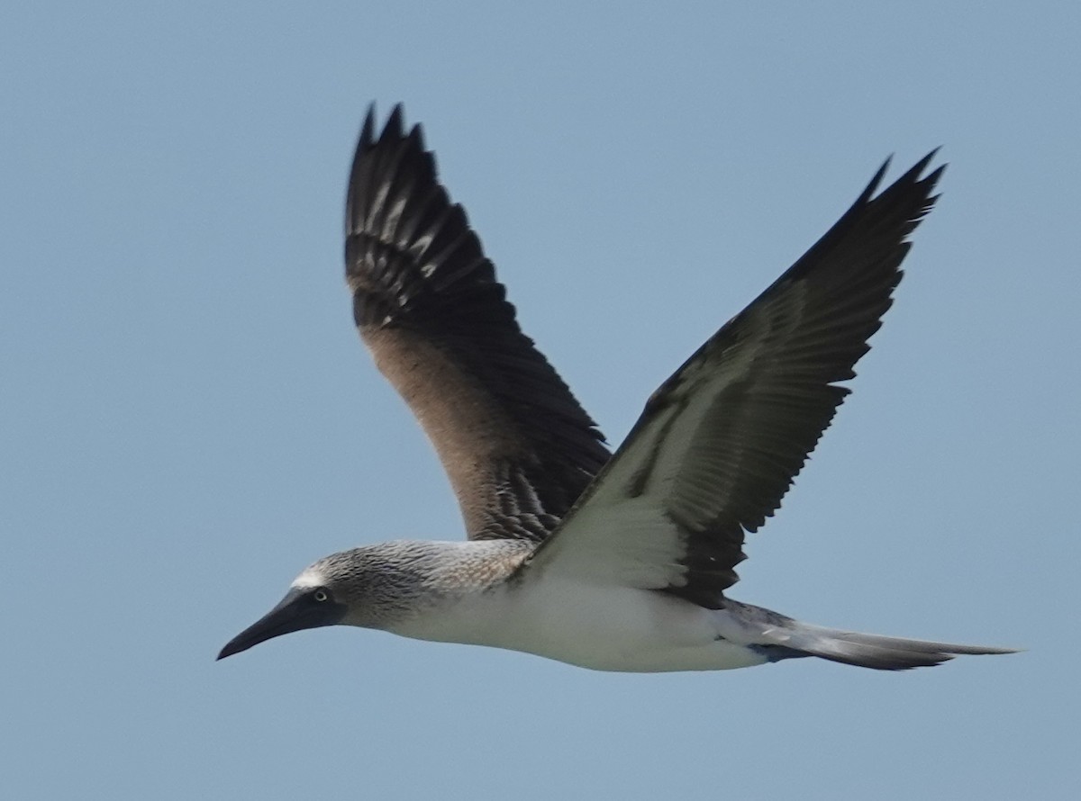 Blue-footed Booby - ML619408891