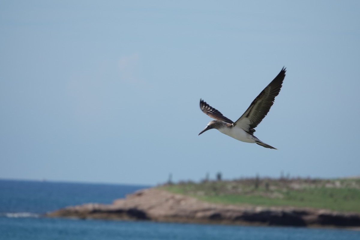Blue-footed Booby - ML619408895