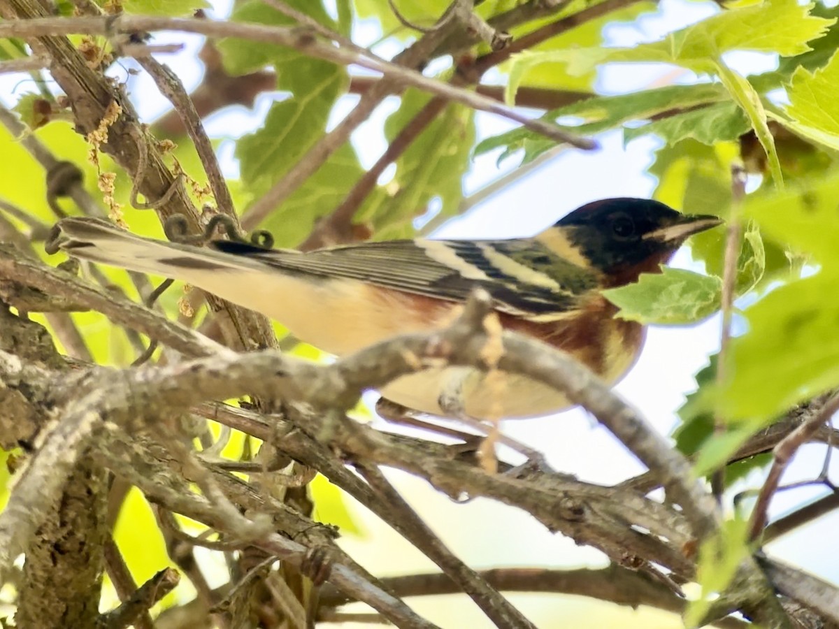 Bay-breasted Warbler - ML619408906